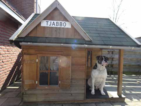 american bulldog Tjabbo